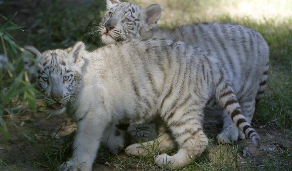 Así nacieron tres tigres de bengala en el zoológico de Buenos Aires