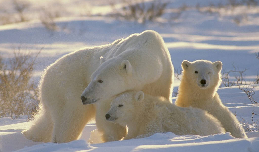 Dos tercios de osos polares se podrían extinguir en 36 años, advierte experta