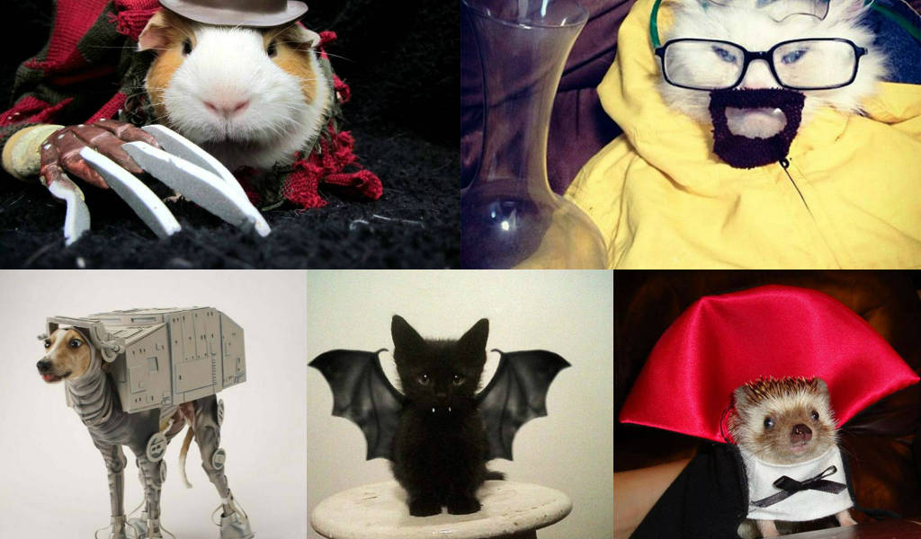 Fotos: Los disfraces más creativos para tus mascotas