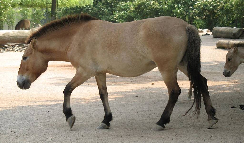 Clonan en EEUU un caballo que murió hace 20 años