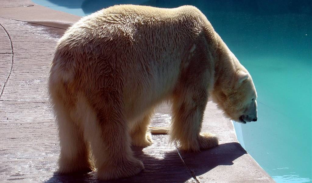 300.000 personas piden trasladar al oso &quot;Arturo&quot; de Argentina a Canadá