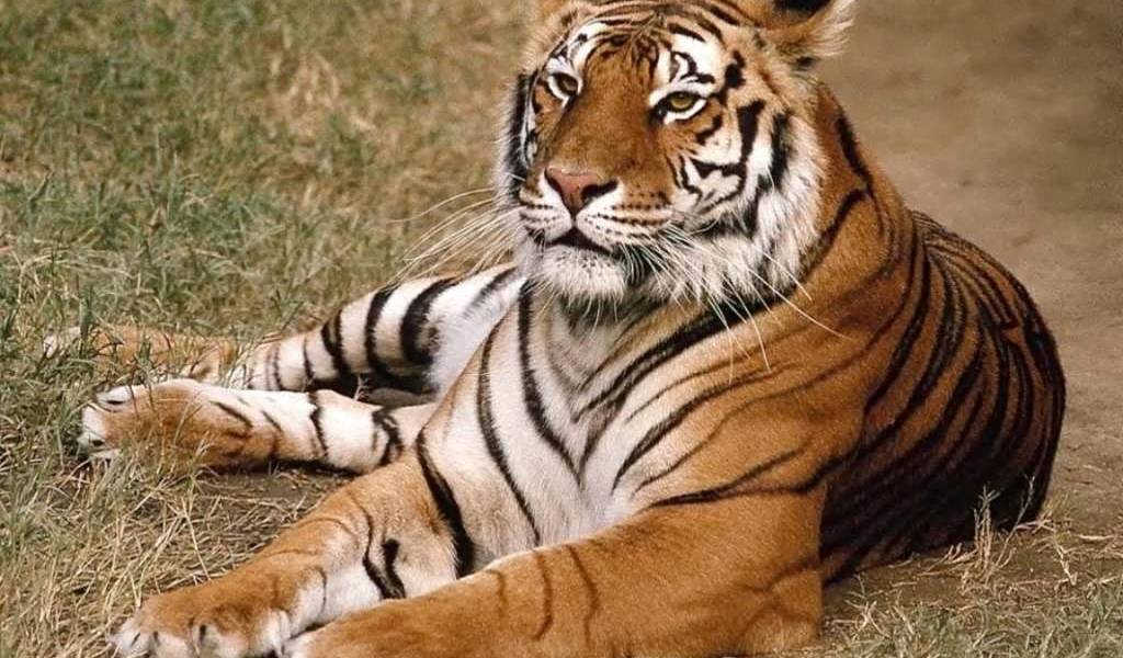 Solo quedan 3.200 tigres en libertad en todo el mundo