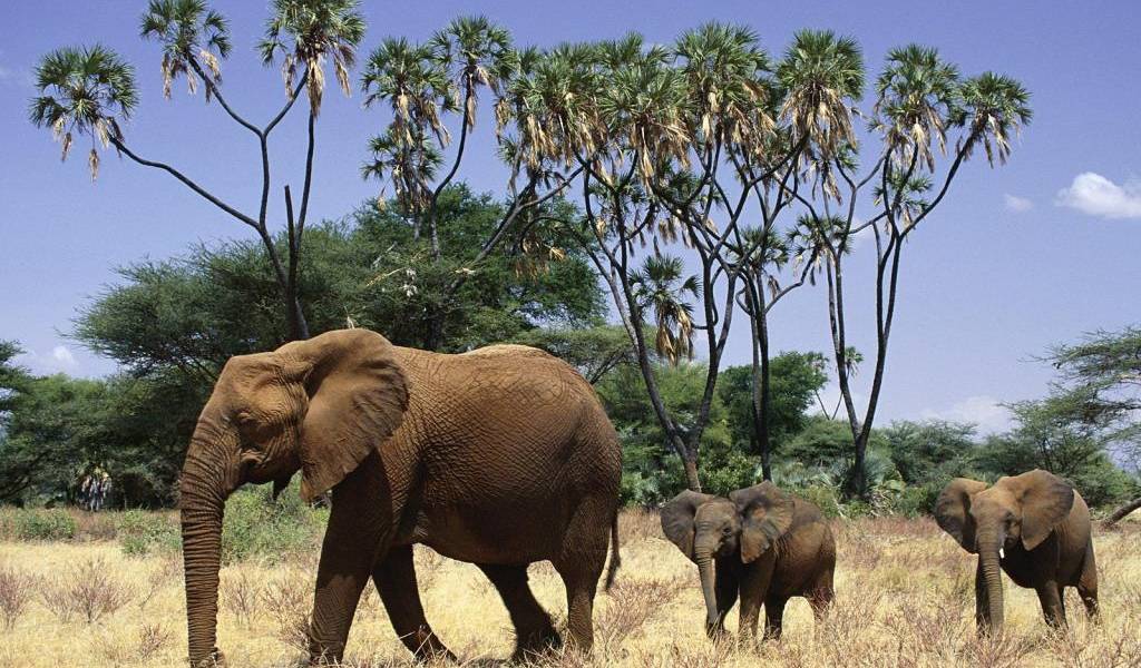 En África, el crimen organizado diezma los elefantes