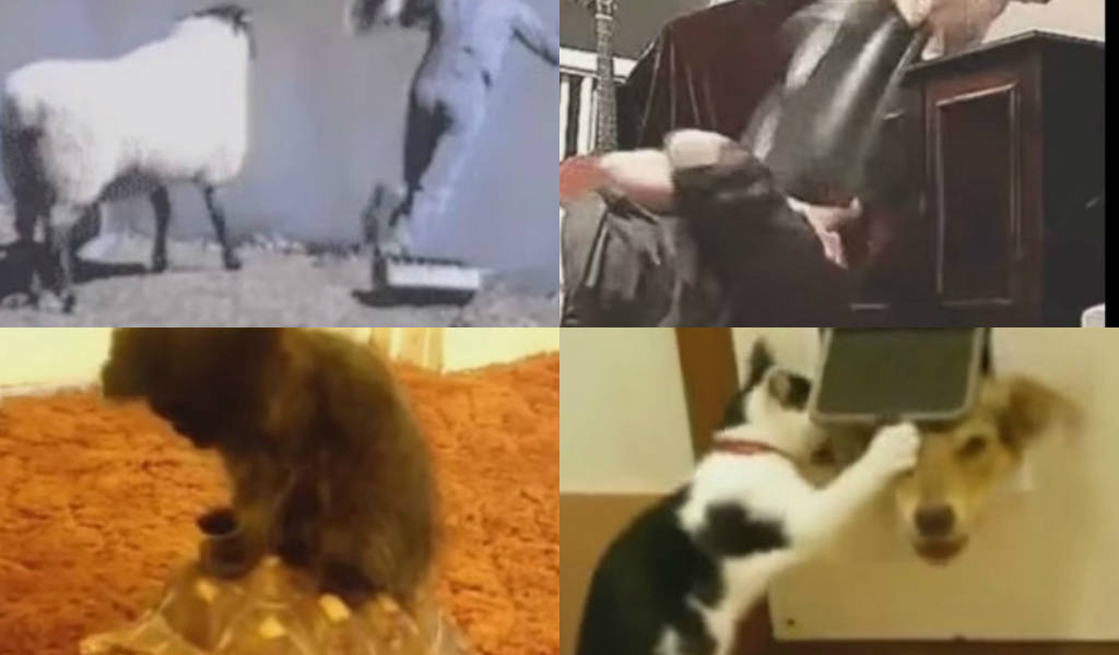 (VIDEO) Los animales también pueden hacer &#039;bullying&#039;