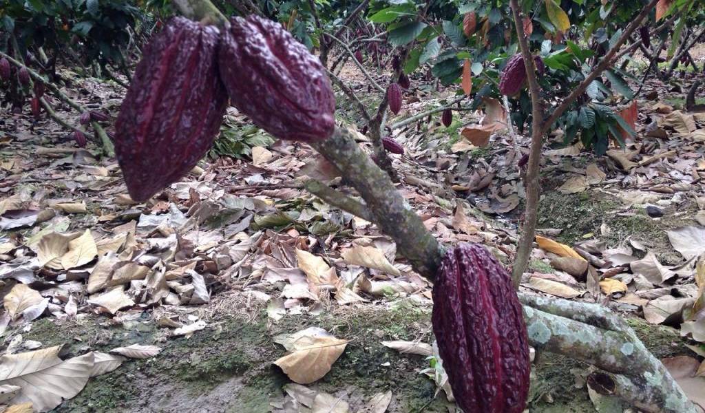 Ecuador Sobre Ruedas: Conozca al &#039;Señor del Gran Cacao&#039;