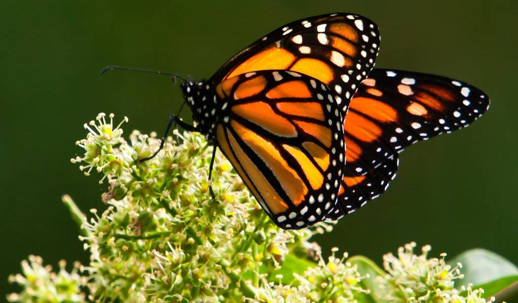 El 90% de las mariposas Monarca murieron en EE.UU.