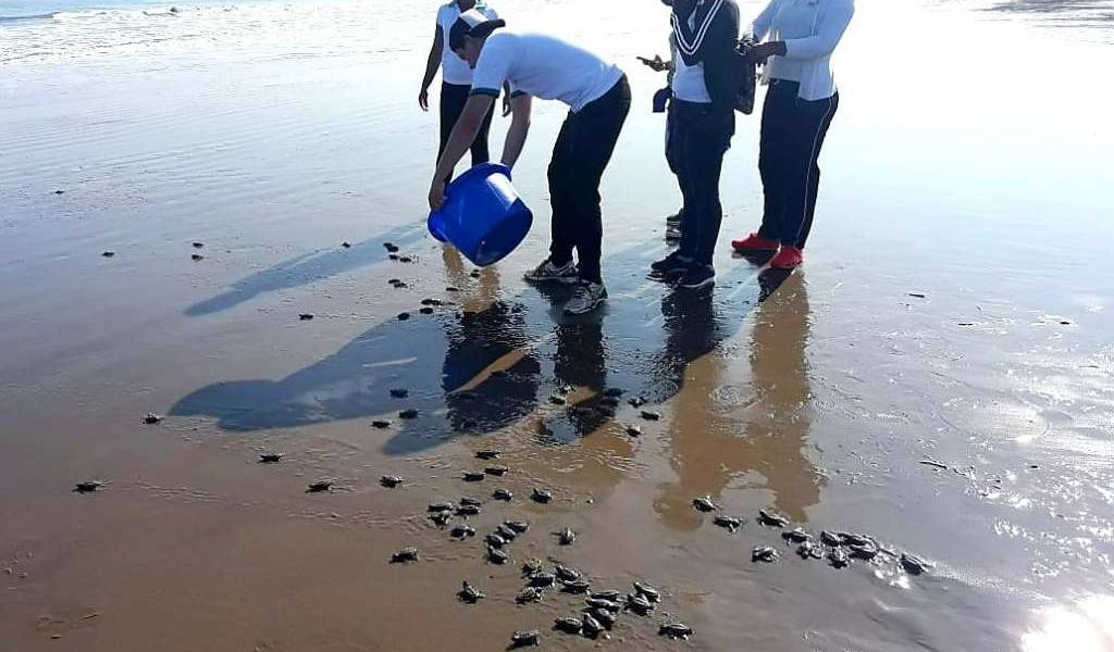 86 tortugas golfinas nacieron en playa de Esmeraldas