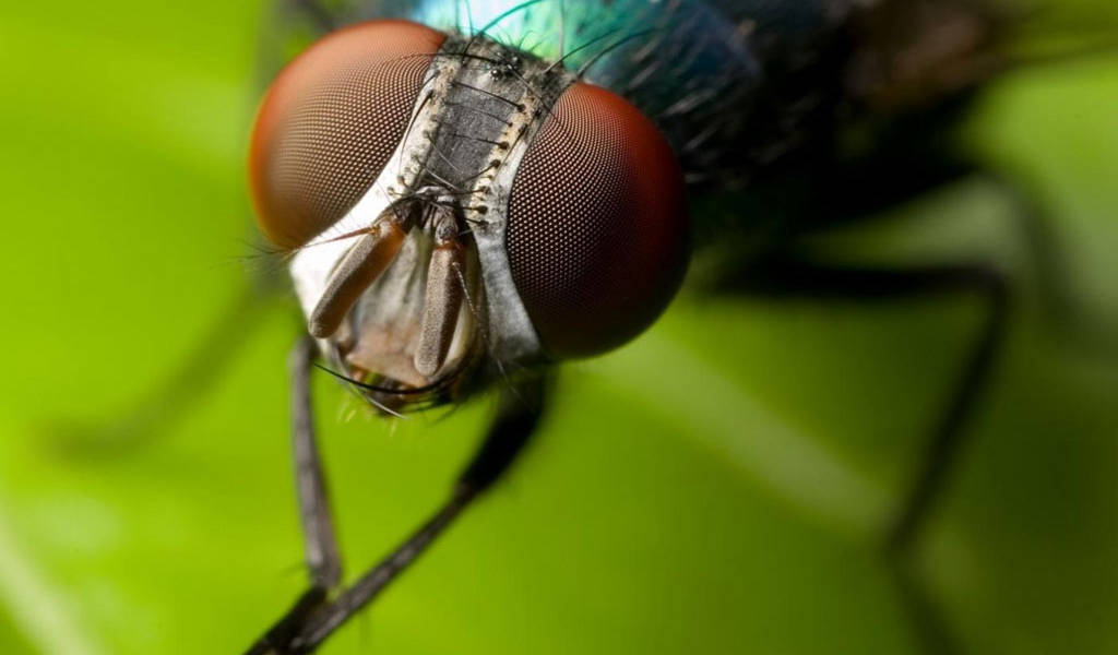 Las moscas pueden curar heridas, afirma investigadora en Colombia