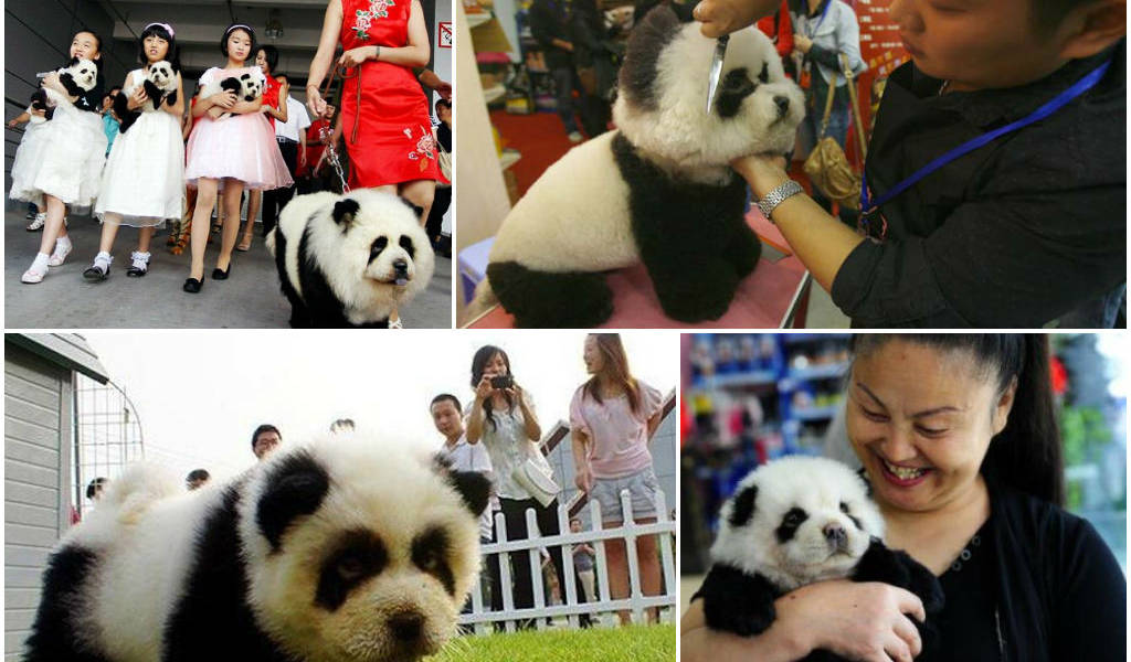 La nueva moda en China: perros panda