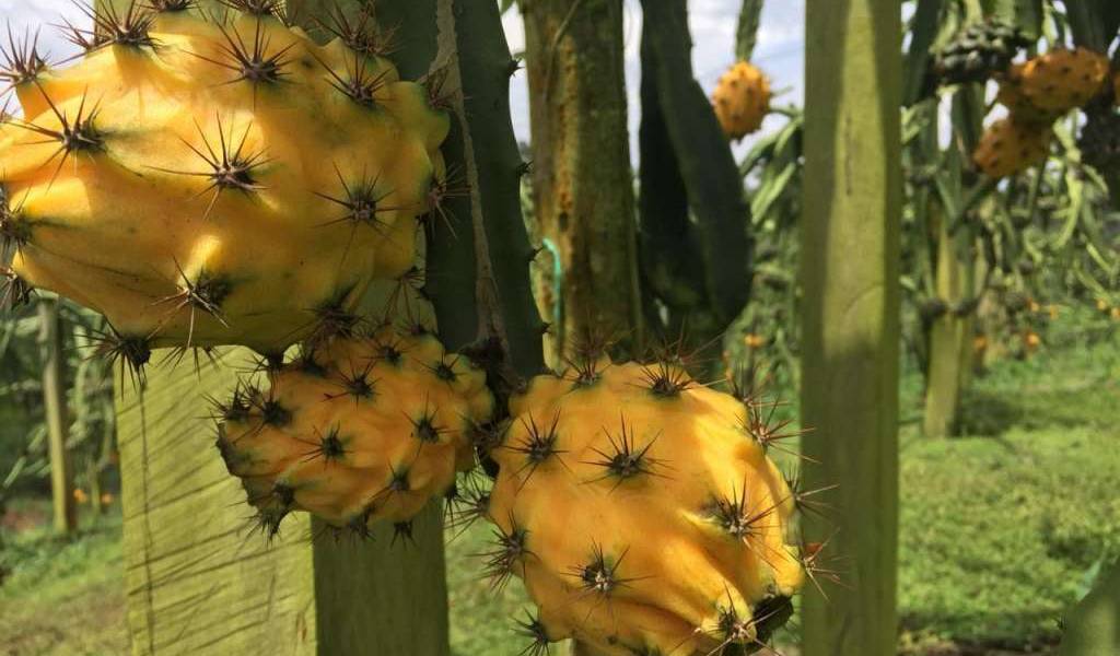 Ecuador exporta pitahaya orgánica a Estados Unidos