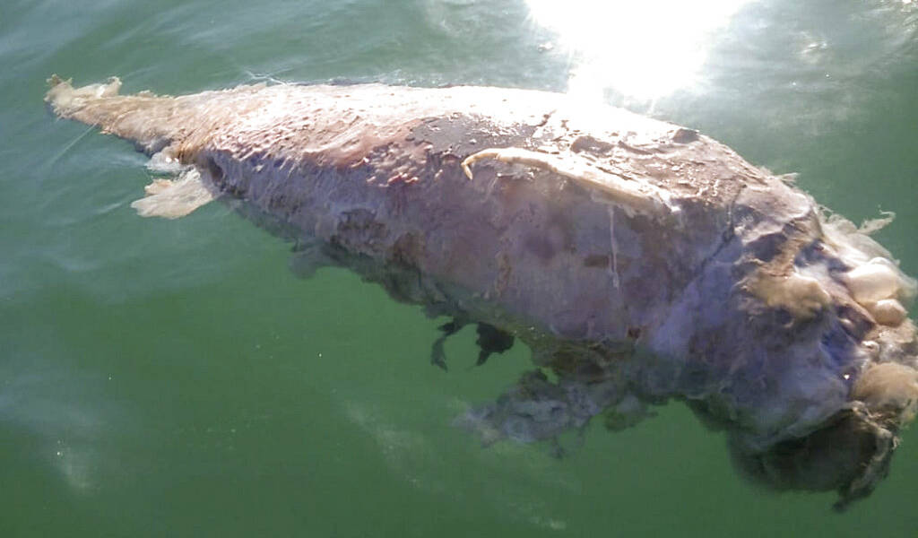 México: Hallan posibles restos de vaquita marina