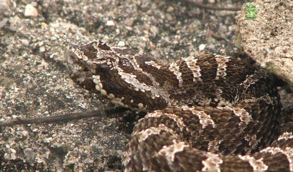Un niño de un año mató a una serpiente venenosa a mordiscos en Brasil