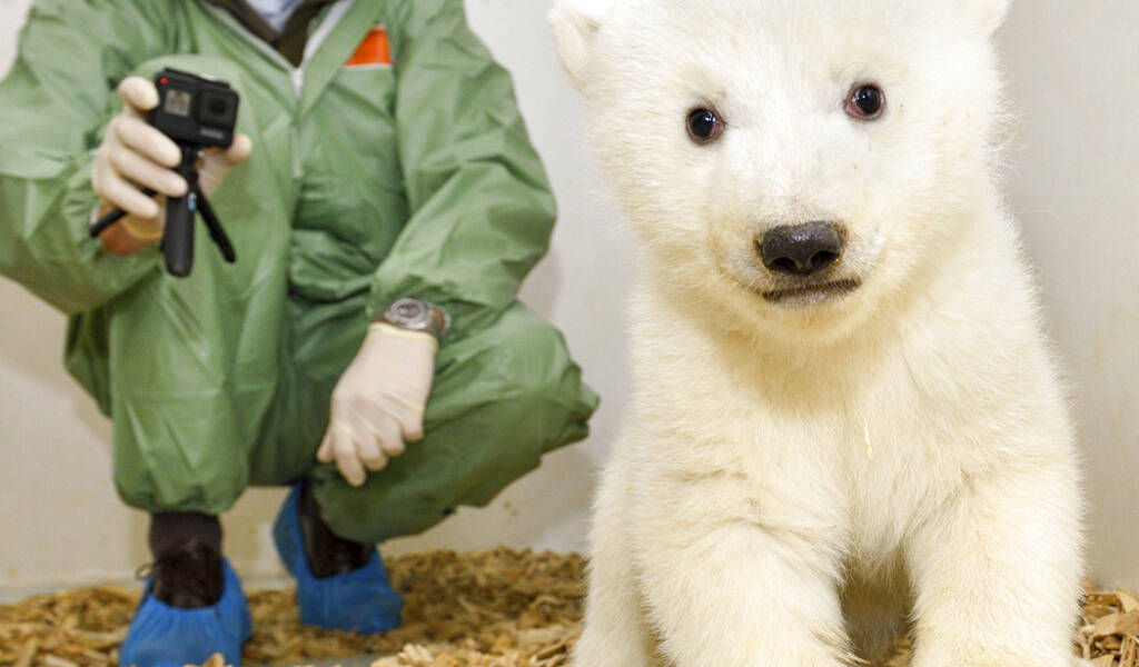 Examinan a osita polar recién nacida en zoológico de Berlín
