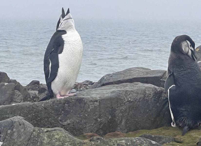 Pingüinos de todas las especies son el principal atractivo de la isla.
