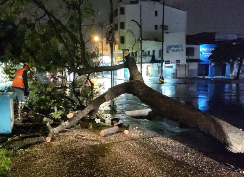 Foto de árbol caído tras lluvias en Guayaquil.