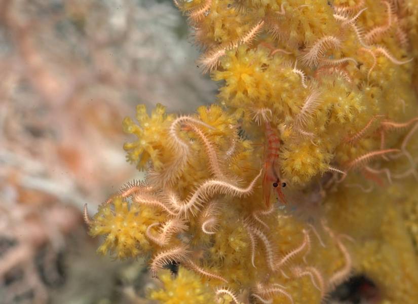 Brittle stars and shrimp are among the creatures living in and around a newly discovered reef West of Fernandina Island.