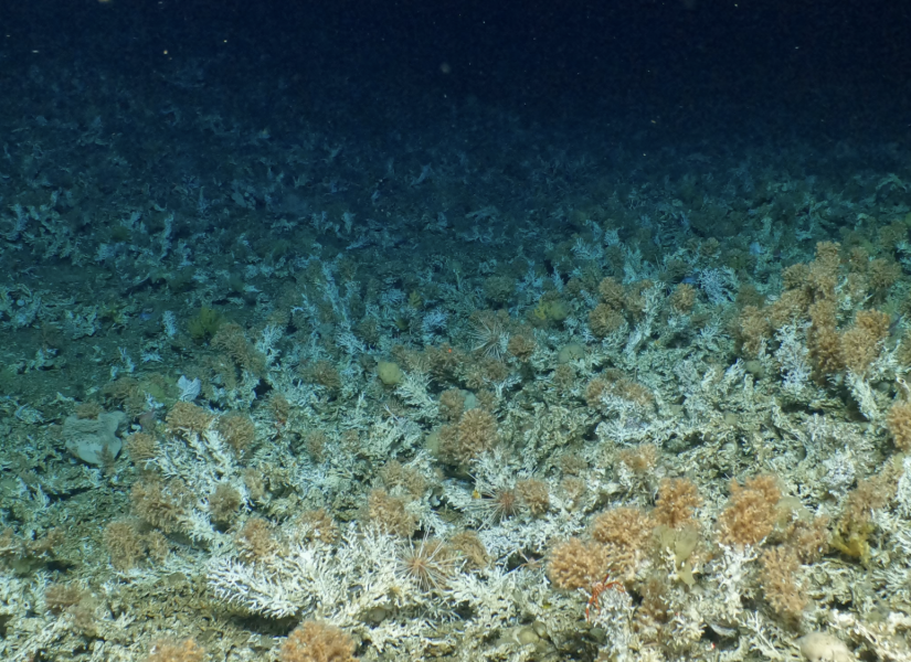 Un nuevo arrecife de coral fue encontrado en las Islas Galápagos