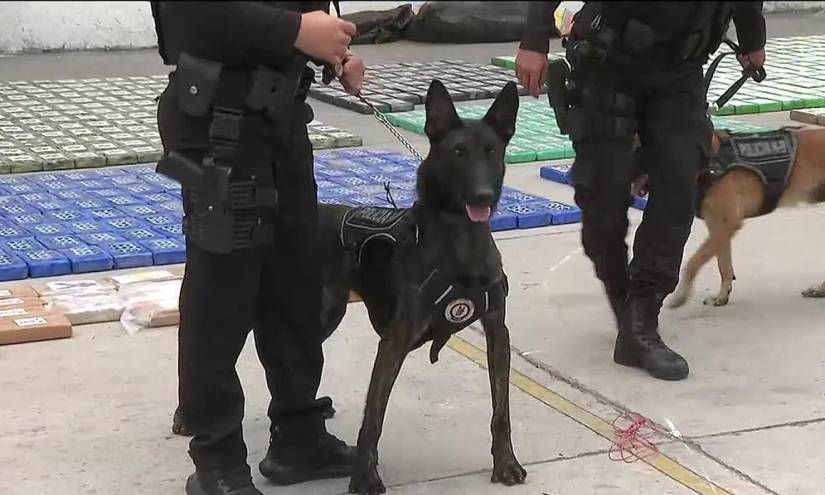 Imagen de un perro antidroga junto a su guía policial.