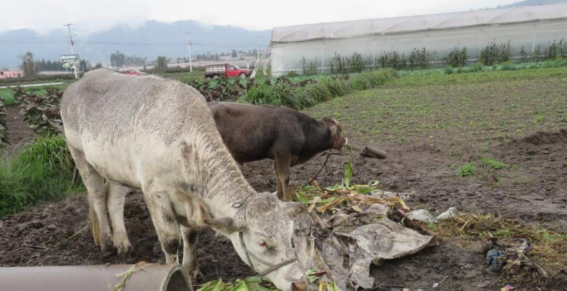 Chimborazo: zonas rurales de la provincia afectadas por caída de ceniza