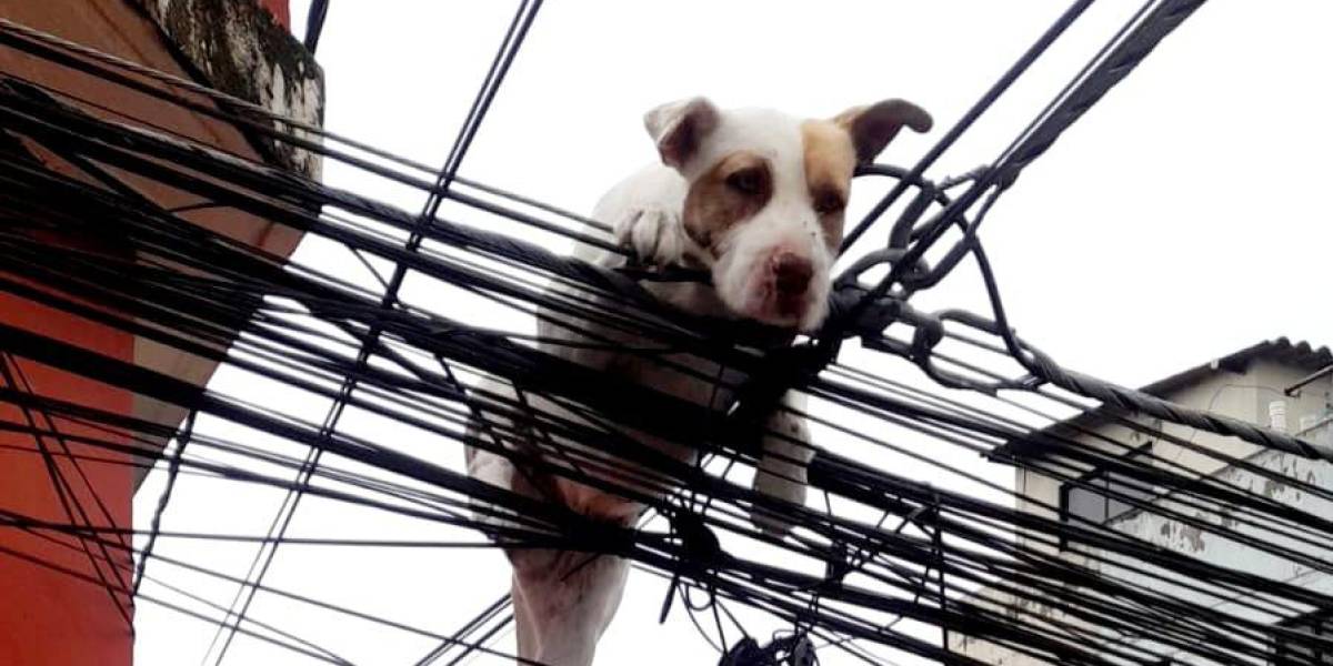 Quito: Un perro quedó atrapado en los alambres de un poste, tras saltar de la terraza