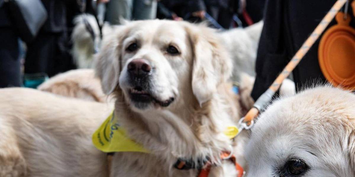 Cientos de perros Golden Retriever se reunieron en Boston para un homenaje