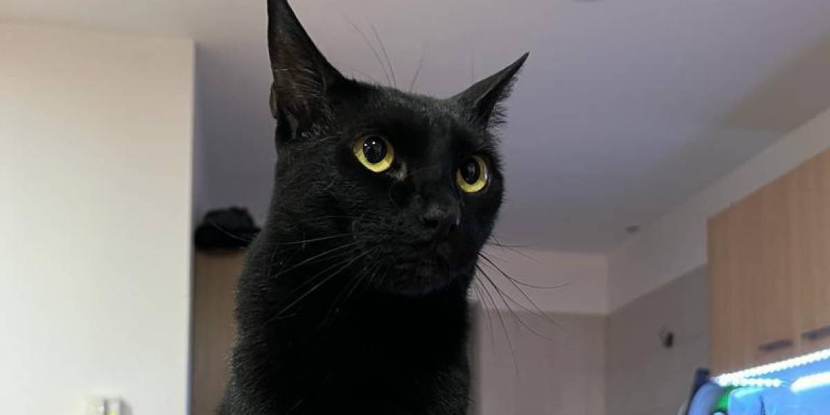 Luna, la gatita robada en Quito que activó a las redes sociales para su rescate