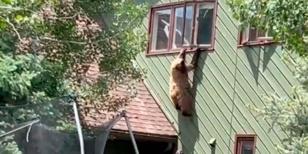 (Video) | El complicado escape de un oso en Estados Unidos