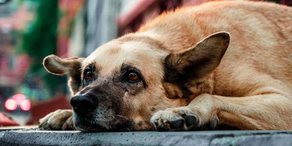 Quito: ¿qué hacer si ve un perro o un gato atropellados?