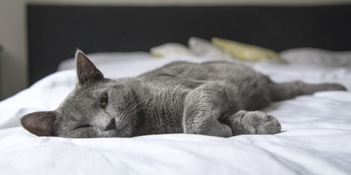 Dormir con tu gato: ¿Es bueno o malo?