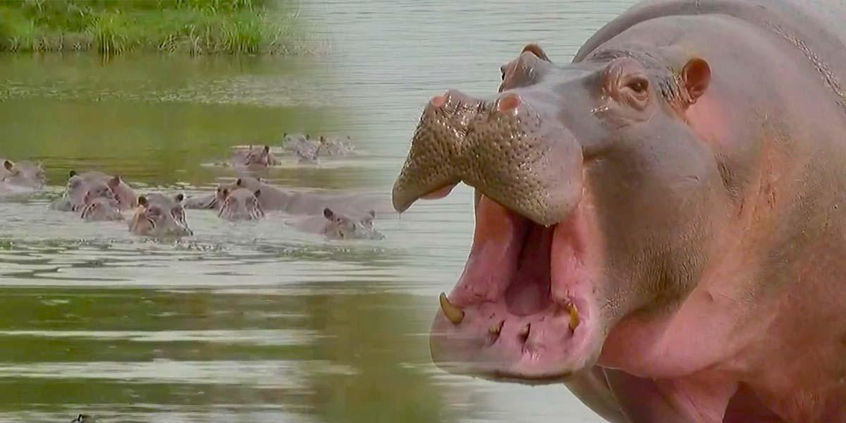 Hipopótamos del narcotráfico, una plaga que enfrenta Colombia