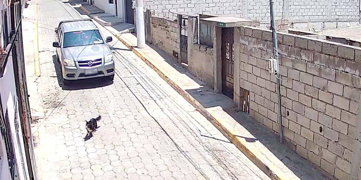 Quito: El atropellamiento de un perro en Carcelén causa indignación entre la ciudadanía