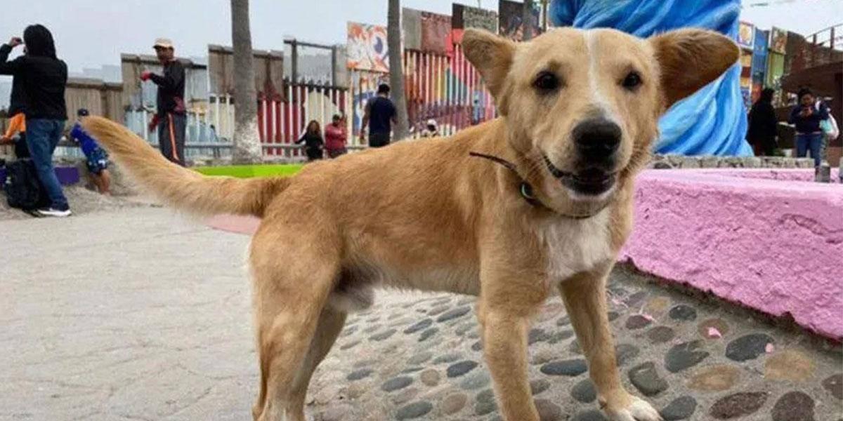 La historia de Oso, el perro que fue deportado tras cruzar la frontera entre México y EE.UU.