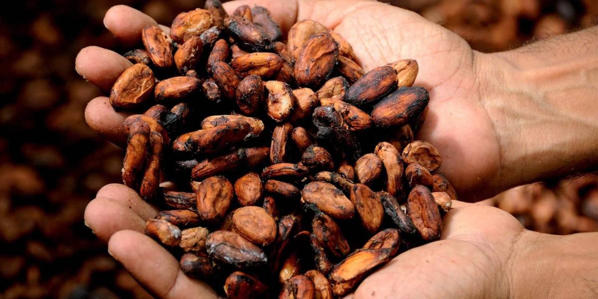¿Cuál es la razón para el alto precio del cacao ecuatoriano?