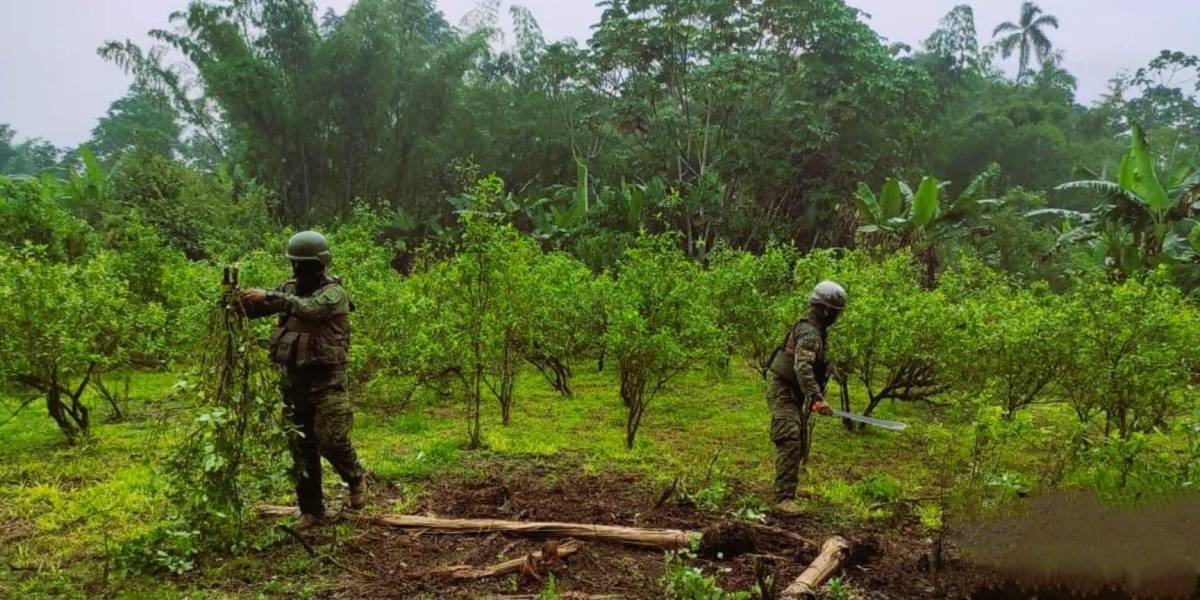 El Ejército Ecuatoriano destruye una plantación de coca hallada en Sucumbíos