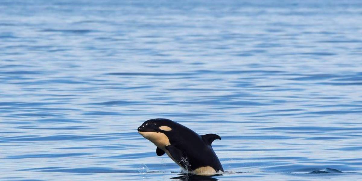 Video | Una orca bebé pide ayuda a un barco pesquero para salvar a su madre
