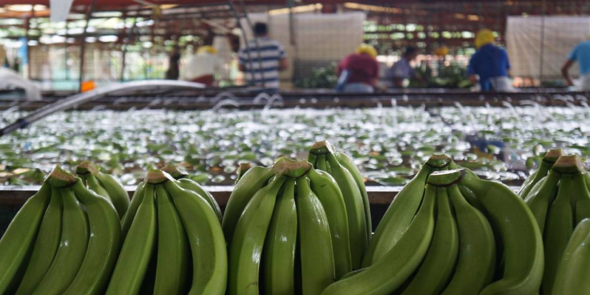 Ecuador aumenta los controles para evitar las exportaciones fraudulentas de banano