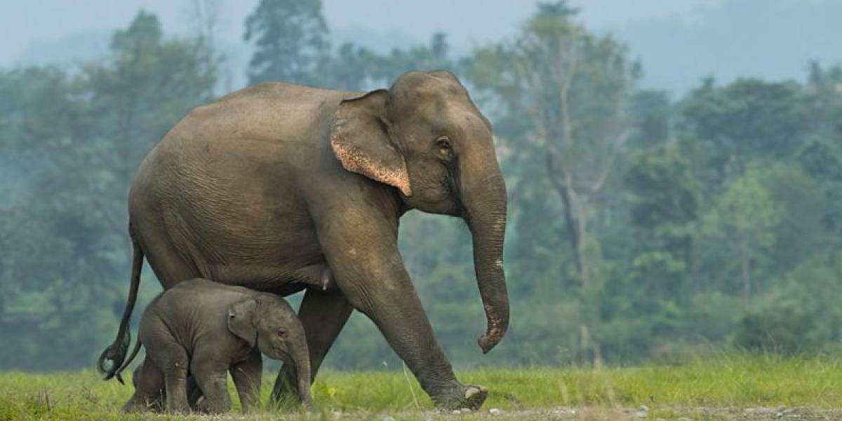 Las imágenes que muestran que los elefantes asiáticos entierran y hacen rituales para sus crías muertas