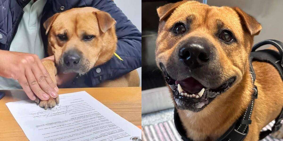 Un perro fue contratado para que dé amor y cariño a sus empleados