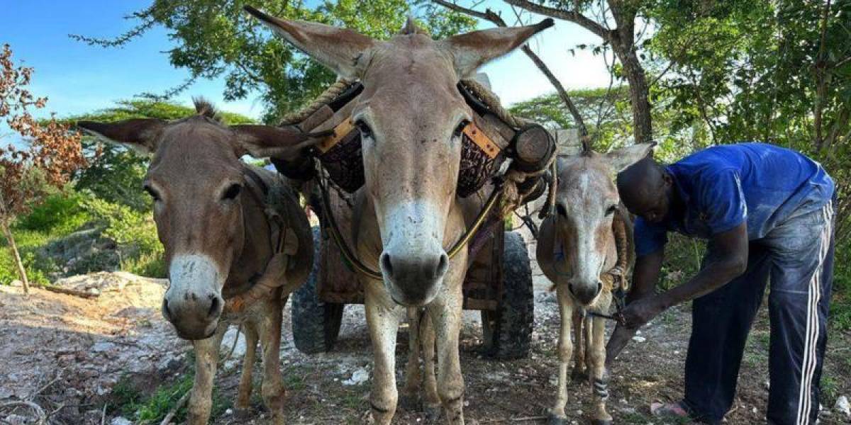 El negocio cosmético detrás de la matanza de millones de burros que se produce cada año