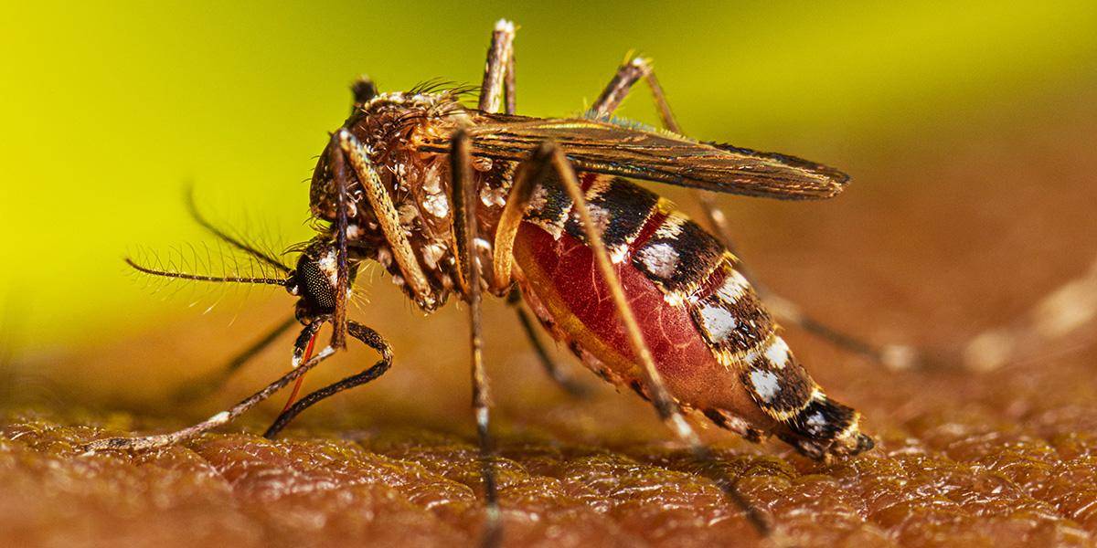 El Ministerio de Salud Pública (MSP) emite alerta epidemiológica del dengue en tres provincias