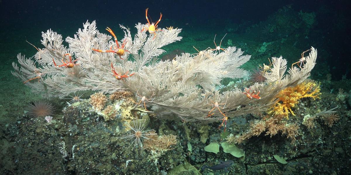 Dos arrecifes de coral se descubrieron en las profundidades de las Islas Galápagos