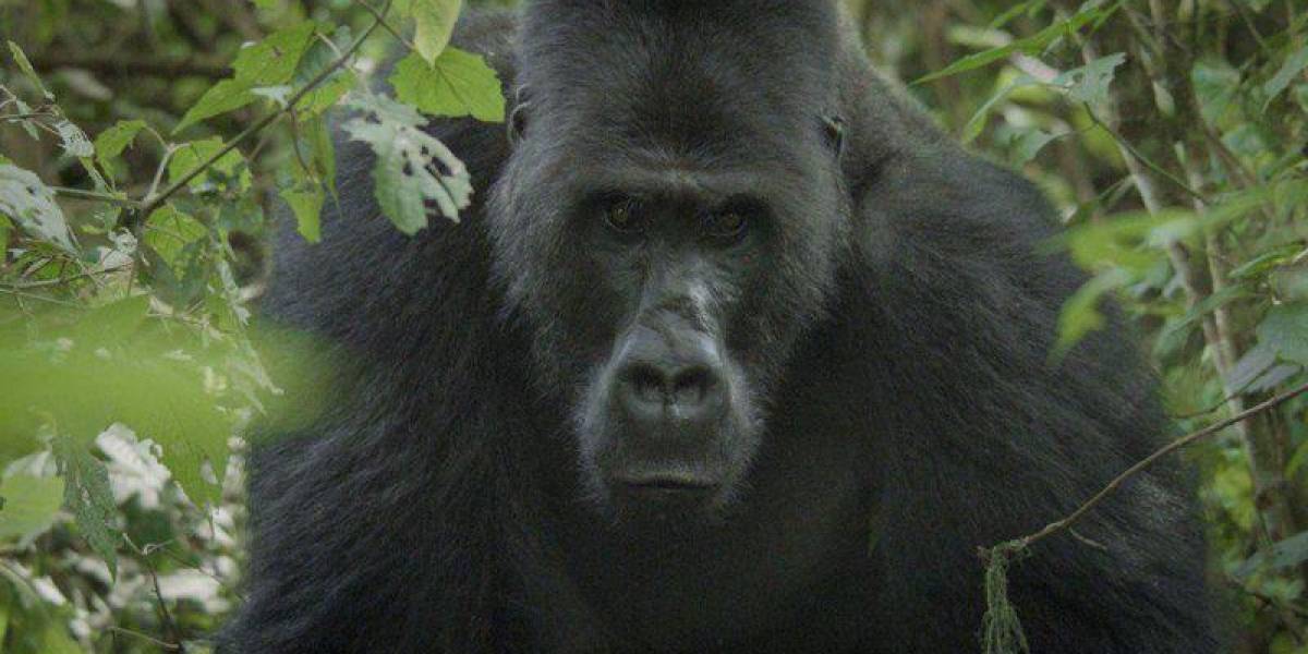 El camarógrafo que logró que un gorila lo aceptara en su manada para filmarlo durante 3 meses y salvarlo de la extinción