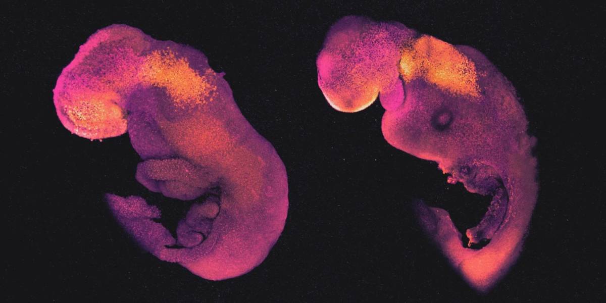 Un equipo de científicos crean embriones humanos sintéticos para investigar trastornos genéticos
