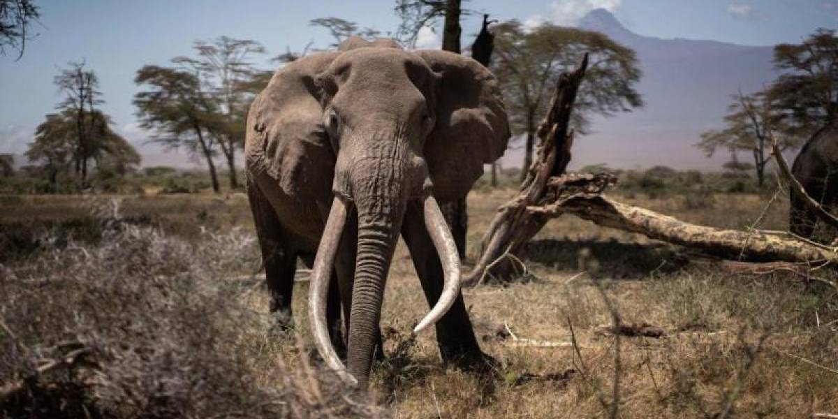 No es broma”: por qué Botswana amenaza con enviar 20.000 elefantes a Alemania