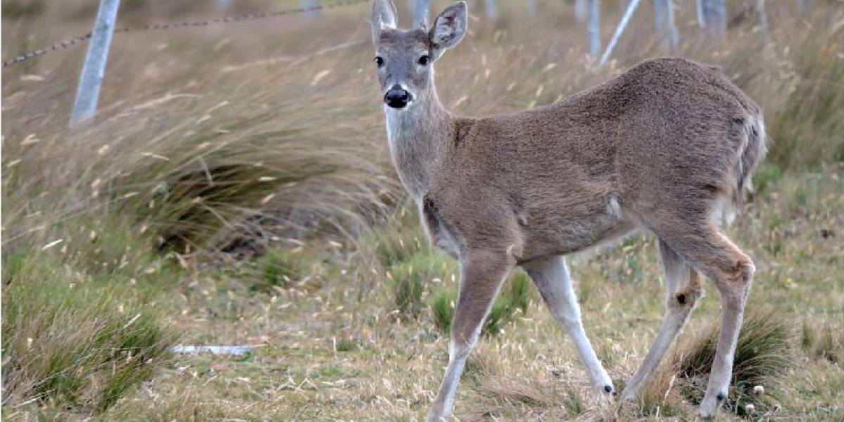 Ministerio de Ambiente denuncia presunto delito de cacería ilegal de fauna silvestre