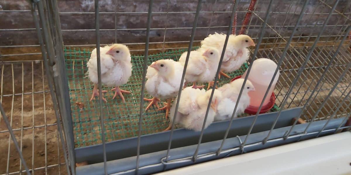 En Cotopaxi inicia proyecto de reactivación en las granjas afectadas por la influenza aviar