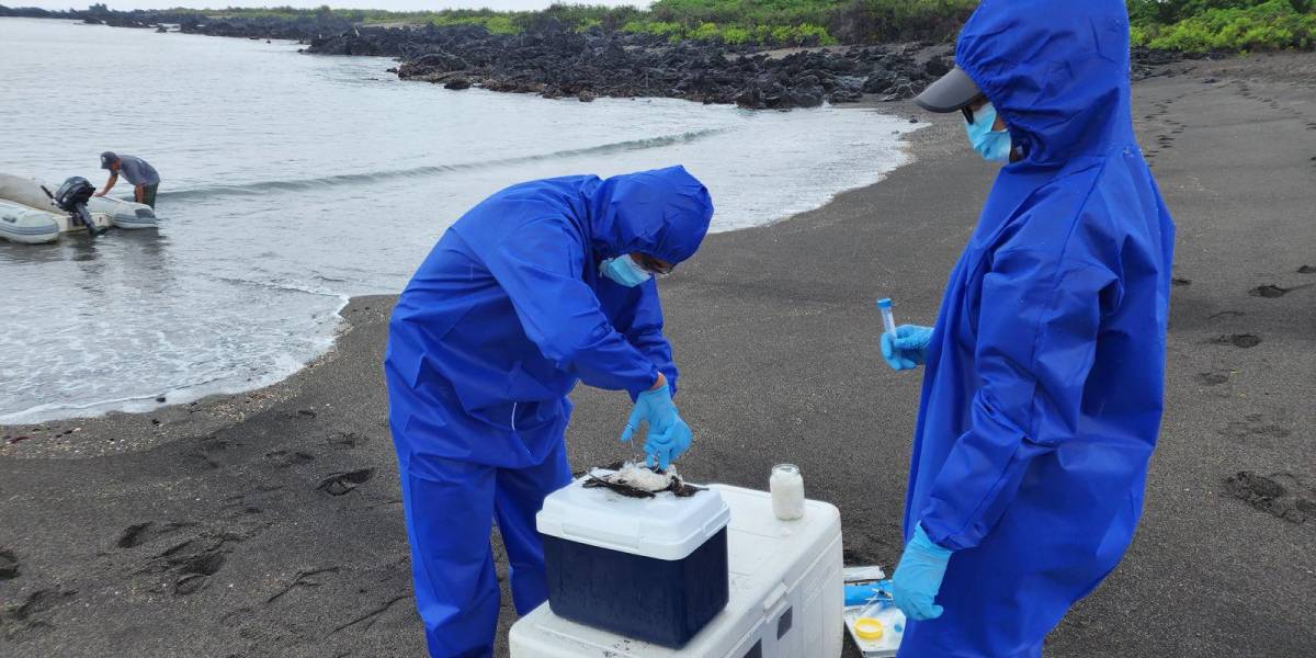 Dos zonas turísticas de Galápagos reabren tras descartar sospechas de gripe aviar