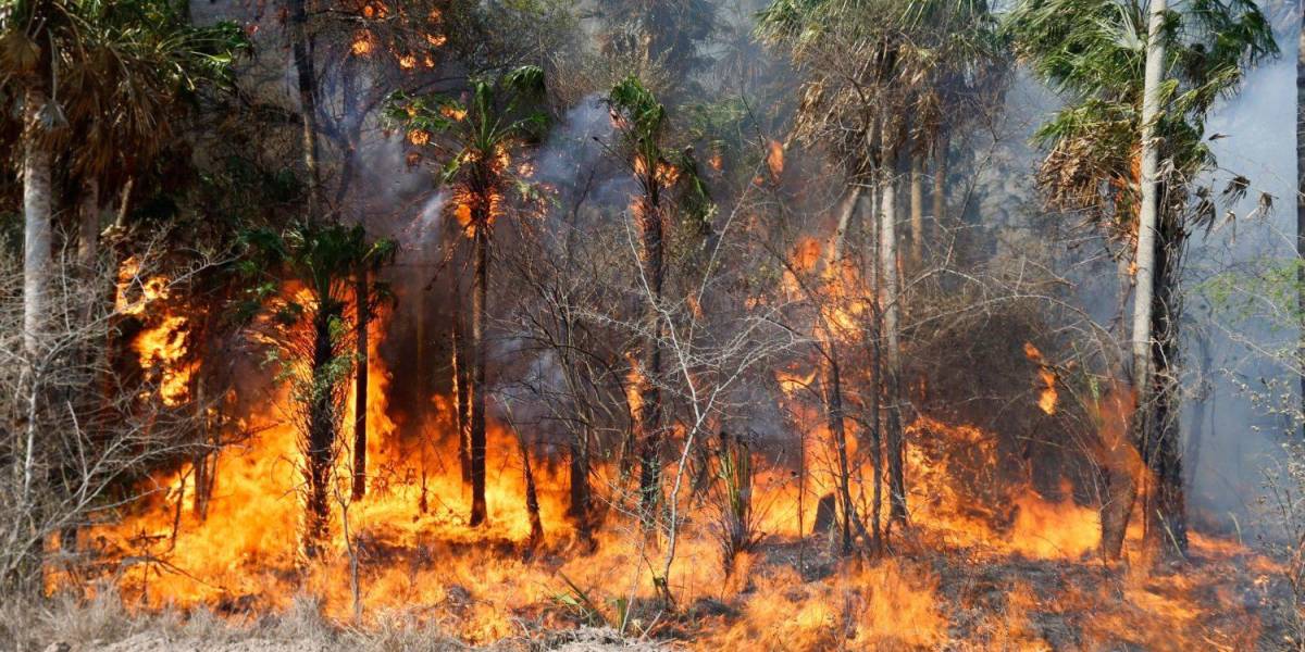 Más de 100 incendios forestales activos registra Paraguay en medio de altas temperaturas