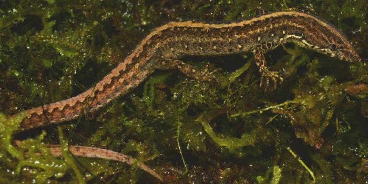 La nueva especie de lagartija endémica de Ecuador y que fue bautizada en honor a Dolores Cacuango