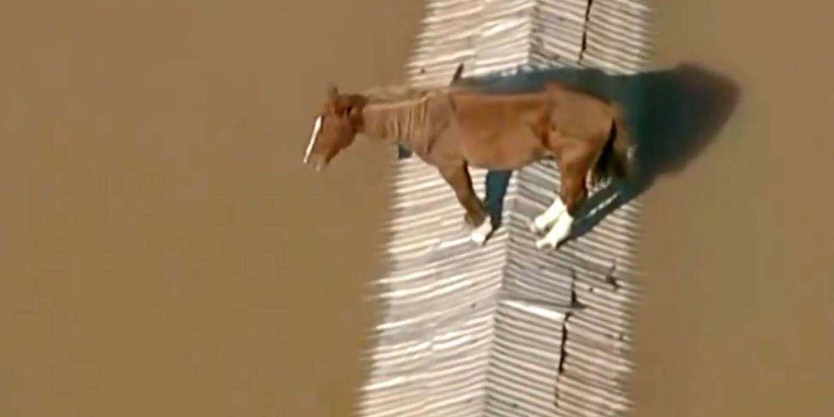 Un caballo quedó atrapado en el techo de una vivienda por las inundaciones en Brasil